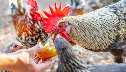 Aliments Toxiques pour vos Poules : Ce que vous Devez Savoir pour leur Bien-Être - Ma Poule Express