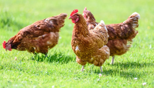 CANICULE, comment aider vos poules ?! - Ma Poule Express