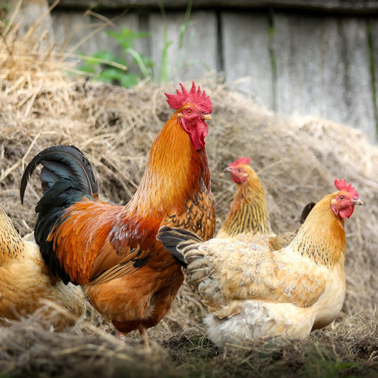 Comment Gérer les Problèmes de Comportement chez les Poules - Ma Poule Express