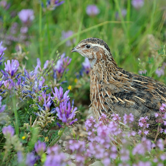 De petites créatures magiques - Les cailles - Ma Poule Express