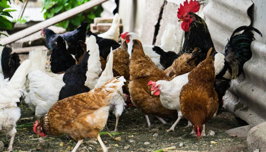 Introduire de nouvelles poules dans votre poulailler : un guide complet - Ma Poule Express