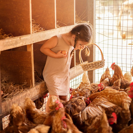 La mémoire remarquable des poules : un atout méconnu de leur intelligence - Ma Poule Express