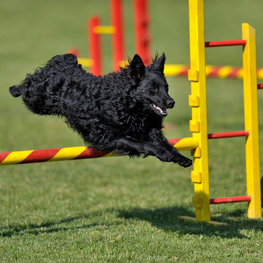 Le Monde Fascinant des Sports Canins - Ma Poule Express