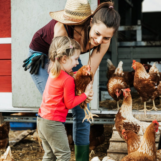 L'élevage de poules urbaines : Une tendance en plein essor pour les amoureux de la ville - Ma Poule Express