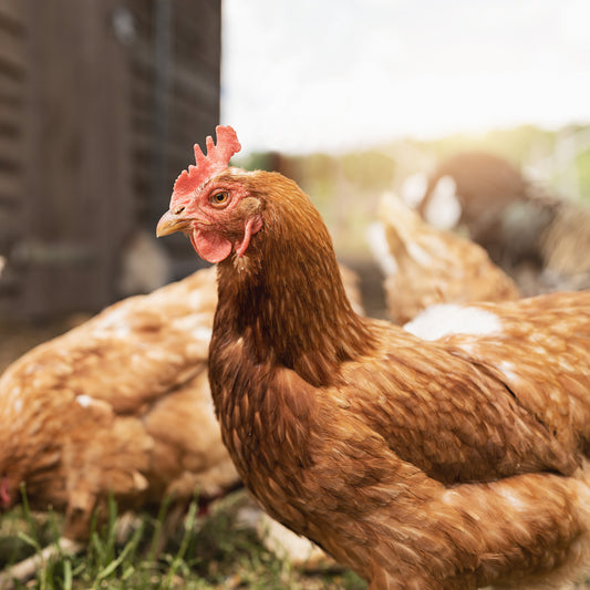 Les poulets peuvent-ils manger des vers de farine séchés ? - Ma Poule Express