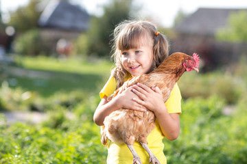 🐔 Les races de poules les plus affectueuses : lesquelles choisir pour un élevage sociable ? - Ma Poule Express