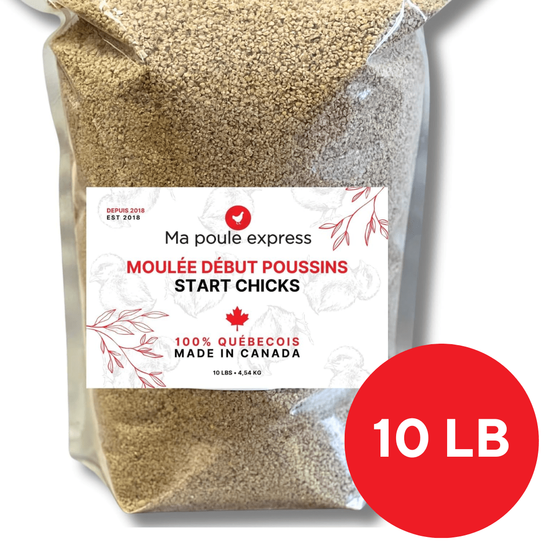 Kit d'Élevage pour Poussins Complet - Ma Poule Express™ - Ma Poule Express