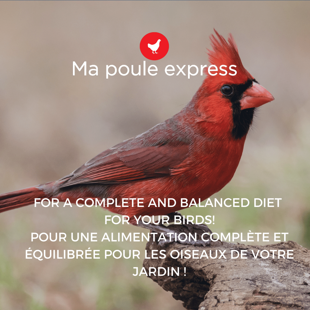 OFFRE GRATUITE - Moulé pour oiseaux toutes saison 15 LB + Mangeoire 5.5 LB - Ma Poule Express