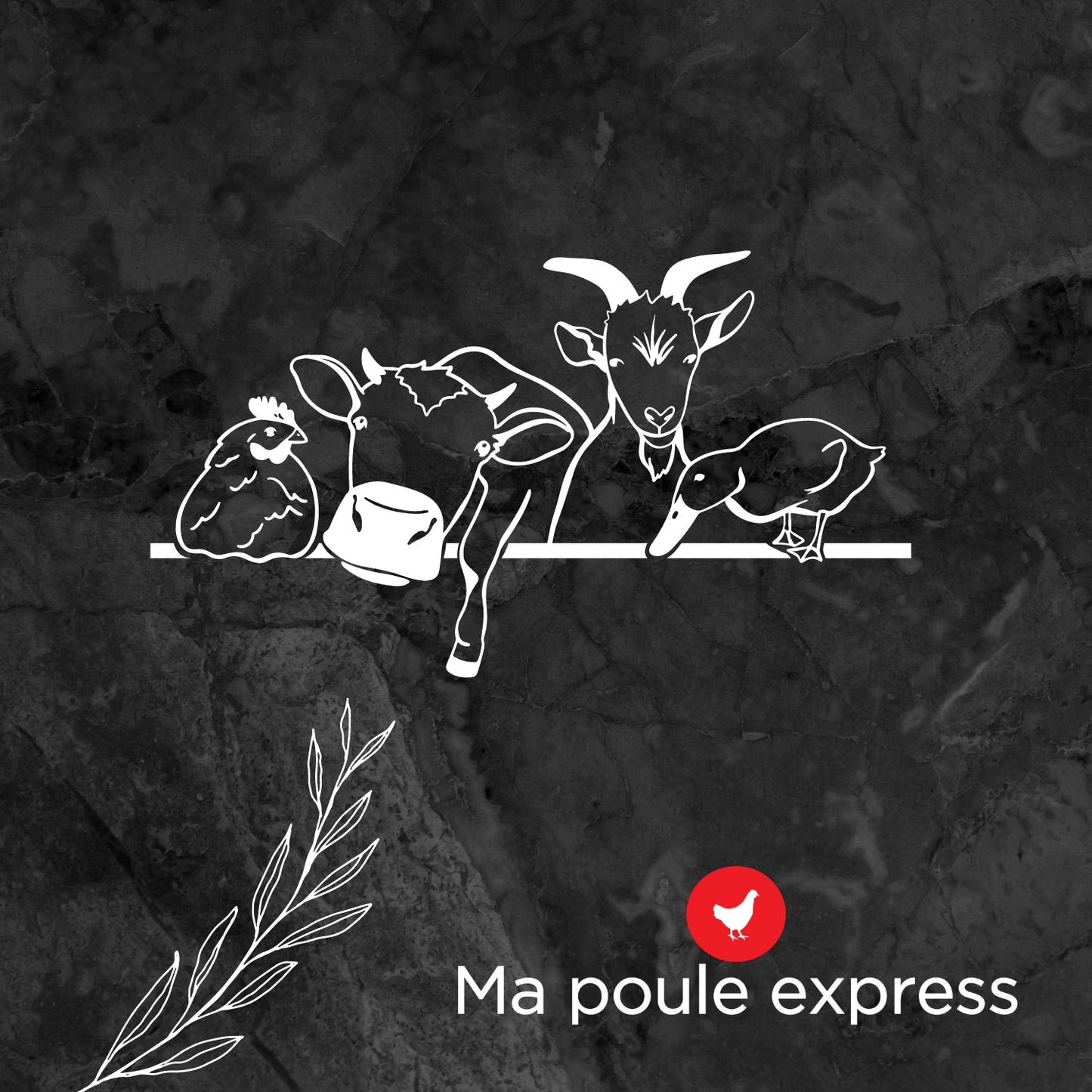 Terre de diatomée - Grade alimentaire - Ma Poule Express