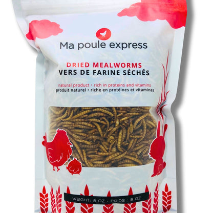 Vers à farine - Ma Poule Express